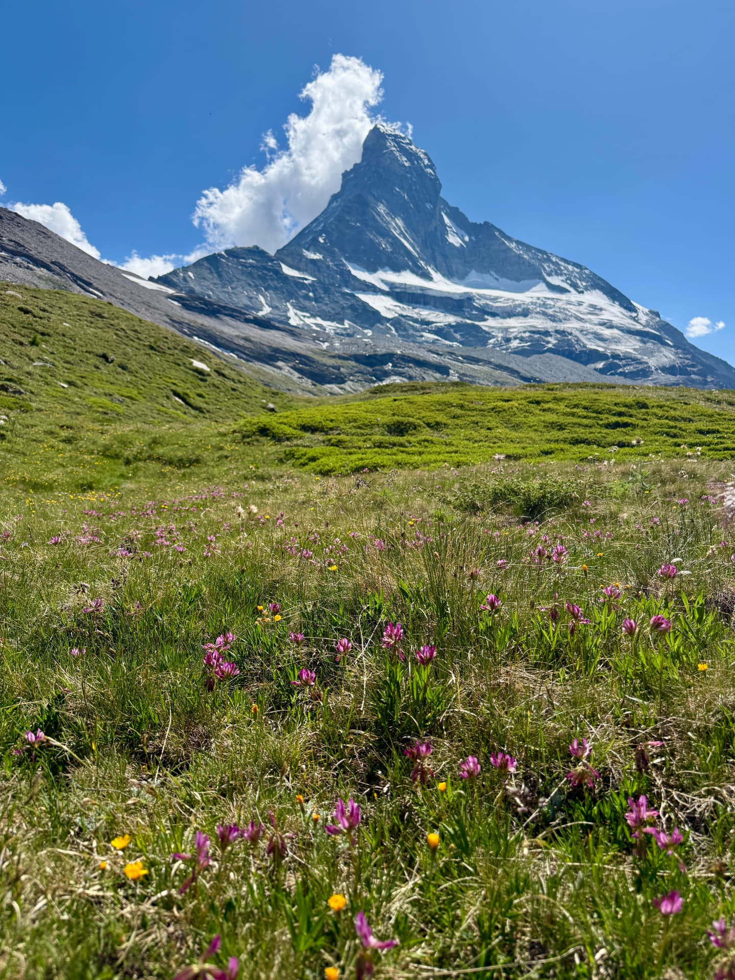 Matterhorn above an alpine meadow
